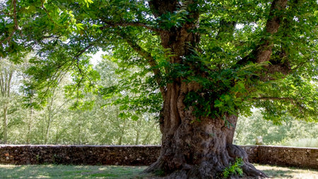 Centenary chestnut tree (Castanea sativa) with a thick, gnarled and rough trunk surrounded by an old...