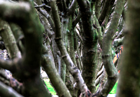 Silhouettes of leafless trees in an autumn forest, creating a sense of melancholy. Close-up of...