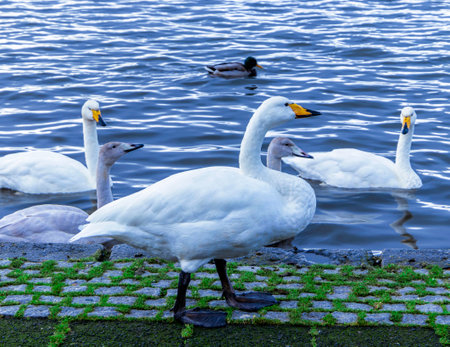 A group of white swans on the shore of a crystal clear lake, a peaceful and relaxing image representing the beauty and harmony of natureの写真素材
