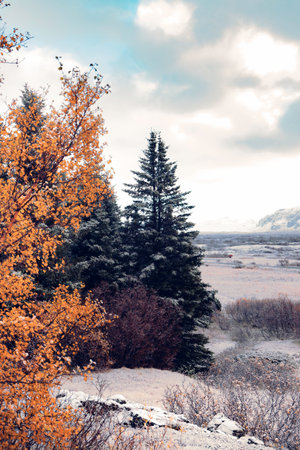 Scenic view of landscape with green coniferous and autumn yellow leaves trees on snowy ridge along with bushes in daylight against cloudy blue sky and mountainsの写真素材