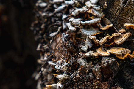 Closeup of pile of yellow wild fungi mushrooms growing on tree trunk bark in autumn forest in...