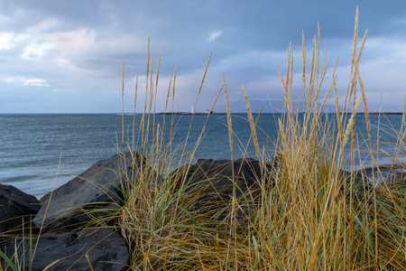 A rocky shoreline with a body of water in the background. The water is calm and the sky is cloudy....