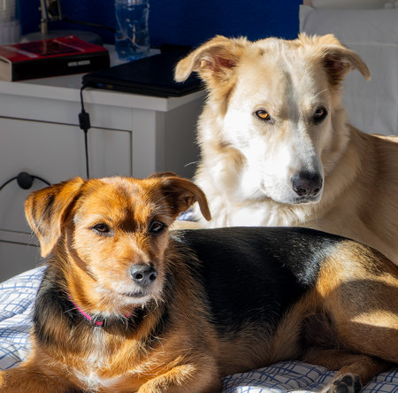 Two dogs are lying on a bed, one is brown and black and the other is white. The white dog is looking...