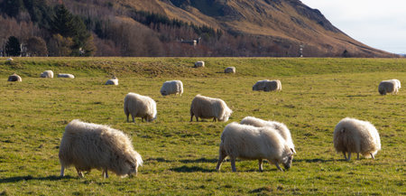 A herd of sheep are grazing in a field. The sheep are scattered throughout the field, with some standing closer to the camera and others further away. The grass is lush and greenの写真素材