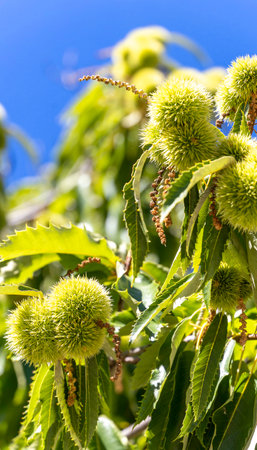 A tree with green nuts is shown in the image. The nuts are small and green, and they are scattered throughout the tree. The tree is full of nuts, and it looks healthy and vibrantの写真素材