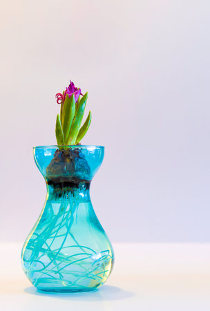 A small plant is growing in a blue vase. Hyacinth flower starting to bloom. The vase is filled with water and long roots grow inside itの写真素材