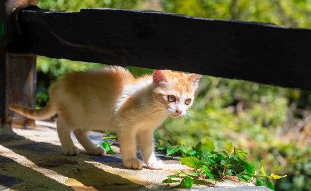 A small orange and white kitten is standing on a ledge next to a fence. The kitten appears to be curious and is looking at something behind the fenceの写真素材