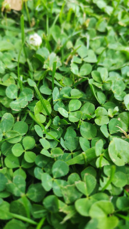 A close up of a green clover field. The clover is small and green