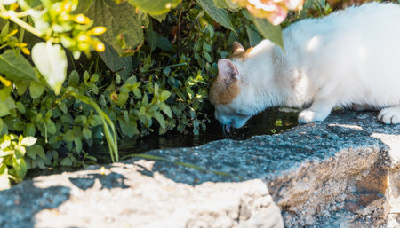 A cat is drinking water from a small stream. The cat is white and brown. The water is clear and calm. The cat is enjoying the cool water on a hot dayの写真素材