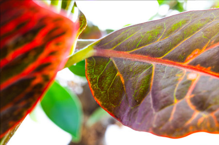Macro shot highlighting the intense, varied coloration and complex vein structure of tropical...