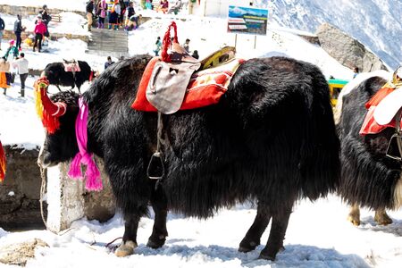 yak is a common animal in himalayaの写真素材