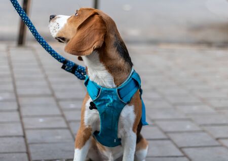The beagle is a breed of small hound that is similar in appearance to the much larger foxhound.の写真素材
