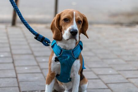 The beagle is a breed of small hound that is similar in appearance to the much larger foxhound.の写真素材
