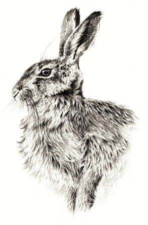 Sketch - Rabbit on white background. Detailed pensil drawing