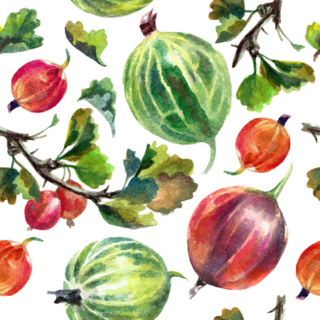 Watercolor pattern with gooseberries isolated on white background. Printの写真素材