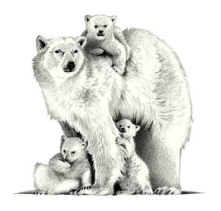 Polar bear with three cubs. pencil sketchの写真素材