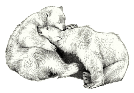 Two cute polar bear. Pencil sketchの写真素材