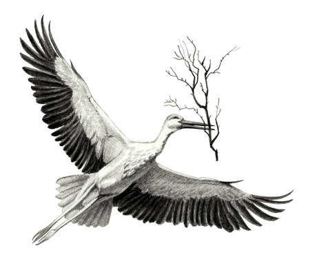 flying stork with a branch in its beak. Pencil sketch of detailedの写真素材