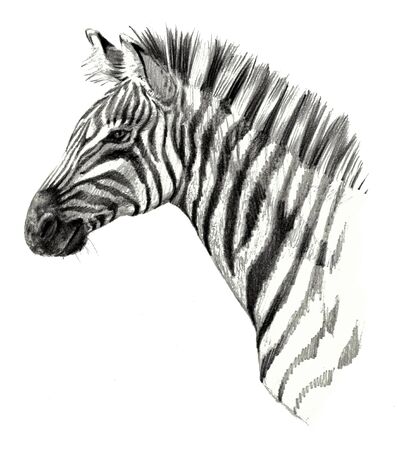 Drawing detailed. Zebra head isolated on white backgroundの写真素材