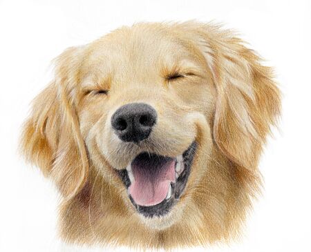 Realistic portrait of a happy labrador retriever. Hand-drawn drawing of a sand-colored dog's head isolated on white backgroundの写真素材