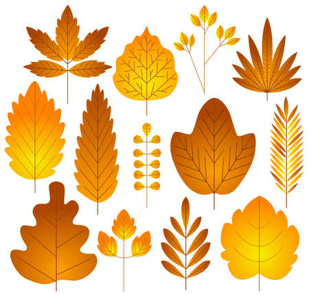 Set with autumn yellow leaves of different shapes. Colored vector illustration.のイラスト素材