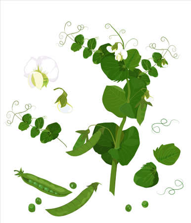 Vector botanical illustration. Composition of flowers and buds of peas colorful leaves green peas. A set of elements.のイラスト素材