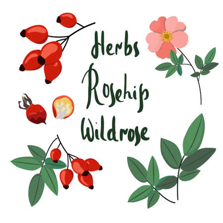 Collecting wild rose: branch of rose hip, dog rose berries, rosehip flowers and leaves. Cosmetic and medical plant. Vector illustration. Handwritten letteringのイラスト素材