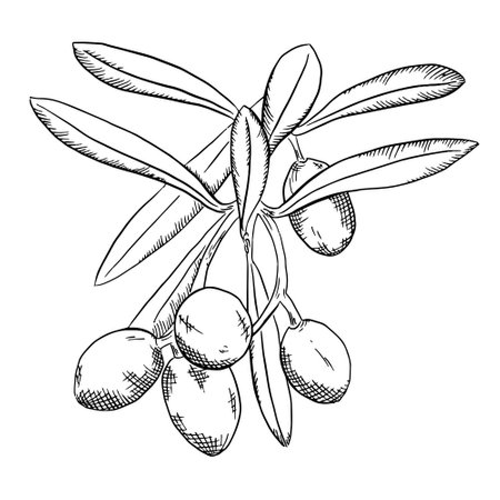 Sprig of olive hand drawn sketch. Organic sketch of olive tree branch. Engraved style vector illustration. Can be used for menus, brochures, banners, labels.のイラスト素材