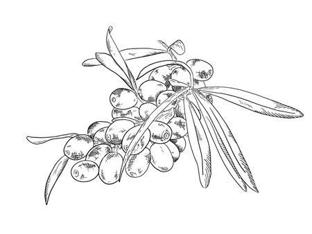 Background with sea buckthorn: branch of sea buckthorn, berries and leaves. Cosmetic and medical plant. Vector hand drawn illustration for postcards, books, menus, brochures, banners, labels.のイラスト素材