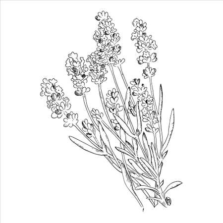 Lavender drawing set. Isolated wild flower and leaves. Herbal engraved style illustration. Detailed botanical sketch for organic cosmetic, medicine, aromatherapy, beauty store, perfume,のイラスト素材