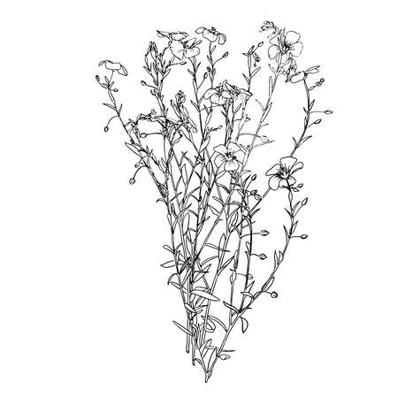 Flax plant and flower drawing set. Isolated wild flower and leaves. Herbal engraved style illustration. Detailed botanical sketch for organic cosmetic, medicine, aromatherapy, beauty store, perfumeのイラスト素材
