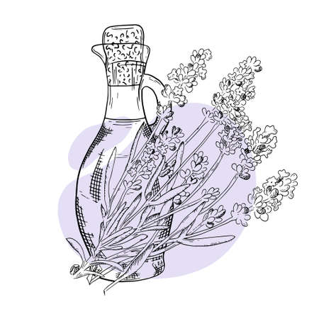 Sprig lavender hand drawn sketch. Bottle with lavender essential oil. Cosmetic, perfumery and medical plant. Vector illustration. Can be used for cosmetics, brochures, banners, labels.のイラスト素材