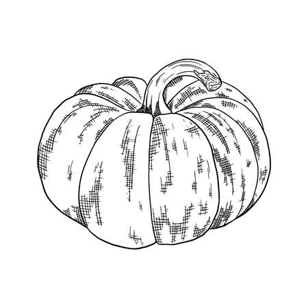 Pumpkin hand drawn sketch. Organic sketch vegetables harvest. Engraved style vector illustration. Can be used for menus, brochures, banners, labelsのイラスト素材