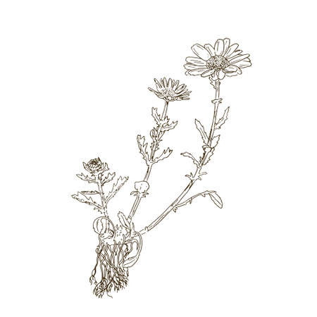 Daisy plant and flower drawing set. Isolated camomile wild flower and leaves. Herbal engraved style. Detailed botanical sketch for organic cosmetic, medicine, aromatherapy, beauty store, perfumeのイラスト素材