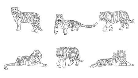 Set of hand drawn tigers. Sketch. Vector illustration.のイラスト素材