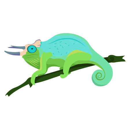Blue-green chameleon with horns sitting on a branch on a white background, vector illustrationのイラスト素材