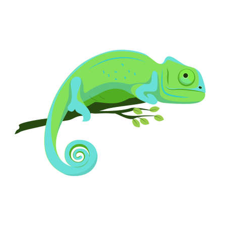 Blue-green chameleon sitting on a branch on a white background, vector illustrationのイラスト素材