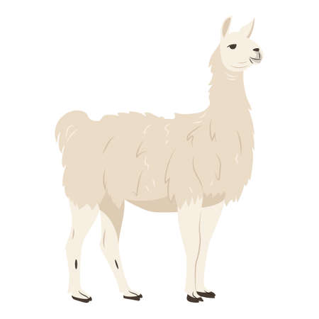 Adult lama exterior isolated over a white background. Adorable lama standing, side view. Cartoon vector illustration in flat styleのイラスト素材