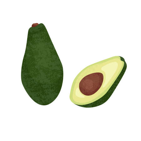 Realistic vector illustration whole and cut avocado isolated on white background.のイラスト素材