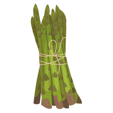 Vector illustration of asparagus vegetable stem. Bunch of fresh green asparagus sprout. Vegetable illustration for farm, market, menu, healthy food, dieting.のイラスト素材