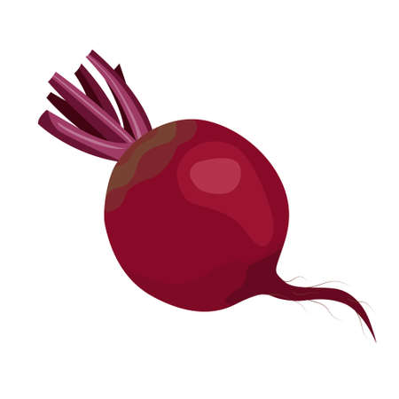 Ripe red beets. Vector illustration for card banner sticker poster in flat styleのイラスト素材