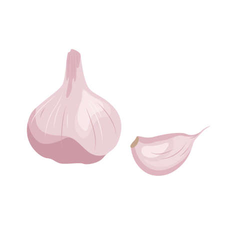 Garlic logo in flat style. Garlic icon. Vegetable from the garden. Organic food. Vector illustration isolated on white background.のイラスト素材