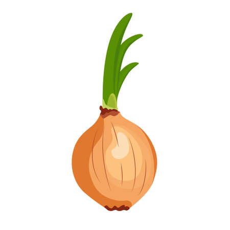 Fresh onion isolated icon. Onion for farm market, organic food, vegetarian salad recipe design. Vector illustration in flat style isolated on white background.のイラスト素材