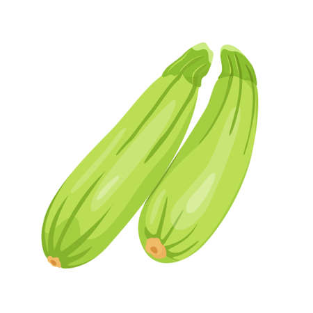 Fresh zucchini or marrow ripe isolated icon. zucchini for farm market, organic food, vegetarian salad recipe design. Vector illustration in flat style isolated on white background.のイラスト素材