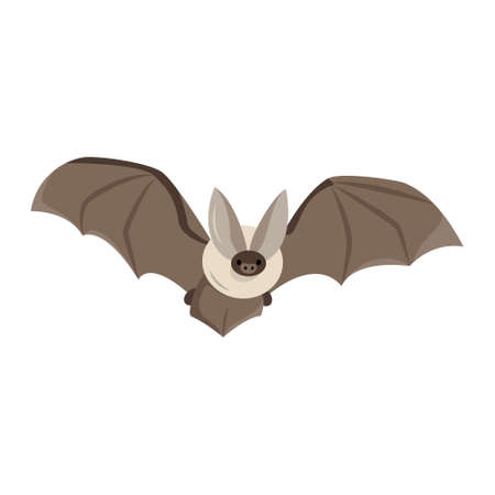 Bat flat illustration isolated on white. Vector illustration for halloween, mystic, children, card, book in cartoon flat style.のイラスト素材