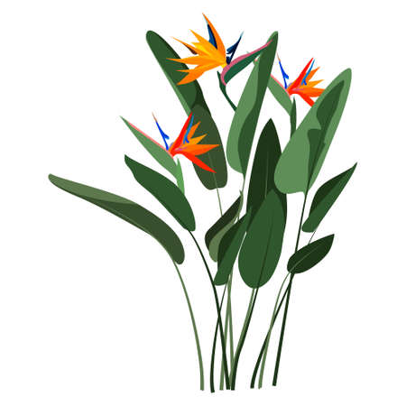 Strelitzia Reginae orange tropical flower bouquet isolated on white background. Green leaves, orange and violet blossom. South African plant, so called crane flower or bird of paradise.のイラスト素材