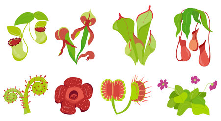 Collection of carnivorous plants with specialized leaves, smell that trap and digest insects for nutrition Venus flytrap, Nepenthes, rafflesia, darlingtonia Set of vector illustrations flowersのイラスト素材