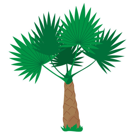 Indoor palm, home plant. Tropical palm tree. Flat vector illustration clipart isolated on white backgroundのイラスト素材