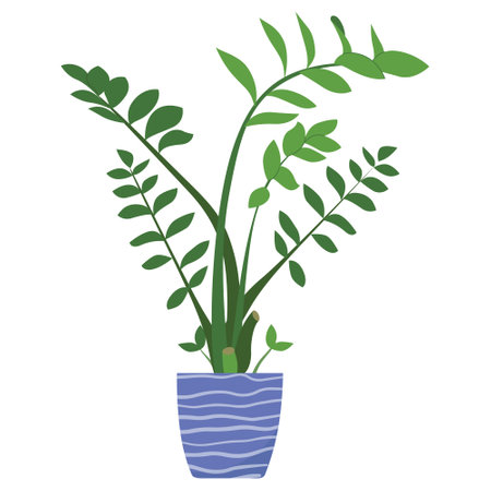 Potted Zamioculcas plant vector illustartion. Green-leaf houseplant isolated on white background. Indoor foliage decoration in flowerpot. Natural home decoration design element.のイラスト素材