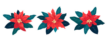 Vector set of red poinsettia flowers with green leaves. Beautiful winter flowering plant. Elegant Christmas floral design for festive decoration, greeting cards, prints Modern flat illustration styleのイラスト素材